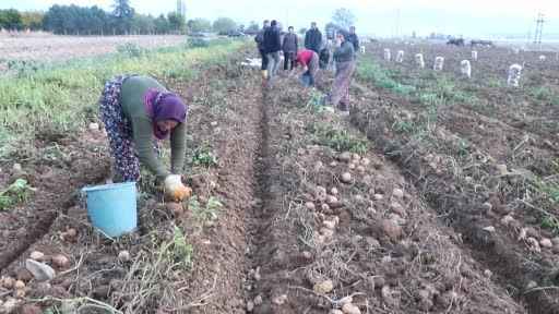 Patates bu yıl fiyatıyla üreticisinin yüzünü güldürdü
