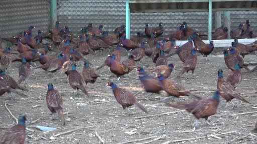 Türkiye'nin sülünü Samsun'dan: 370 bin sülün tabiata salındı