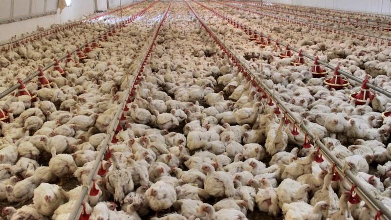 ABD’de bir kişi kuş gribi nedeniyle hastanelik oldu