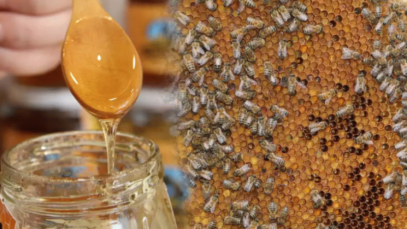 Dünyaca ünlü Anzer Balı'nın fiyatı arttı