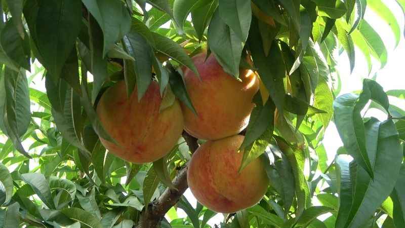 Şeftalide bu yıl rekolte düşük ama kalite iyi