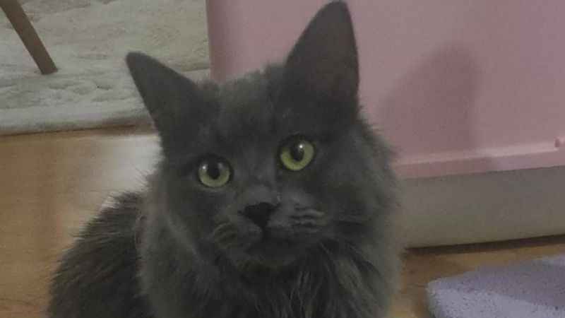 Kedinin midesinden dikiş iğnesi çıktı