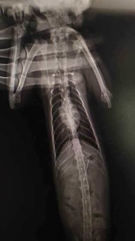 Kedinin midesinden dikiş iğnesi çıktı