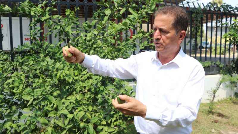 Limonda hasat başlamadan kaçak kesim ve ihraç başladı