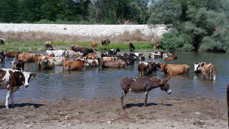 Sıcaktan bunalan sürüler nehirde serinliyor