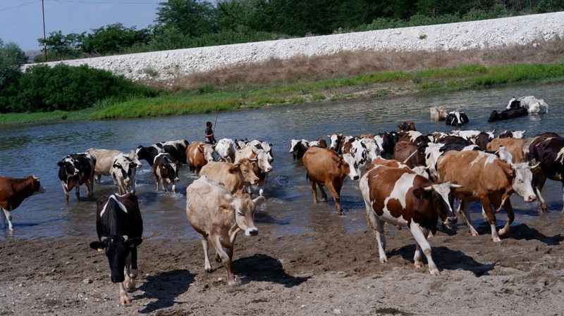 Sıcaktan bunalan sürüler nehirde serinliyor