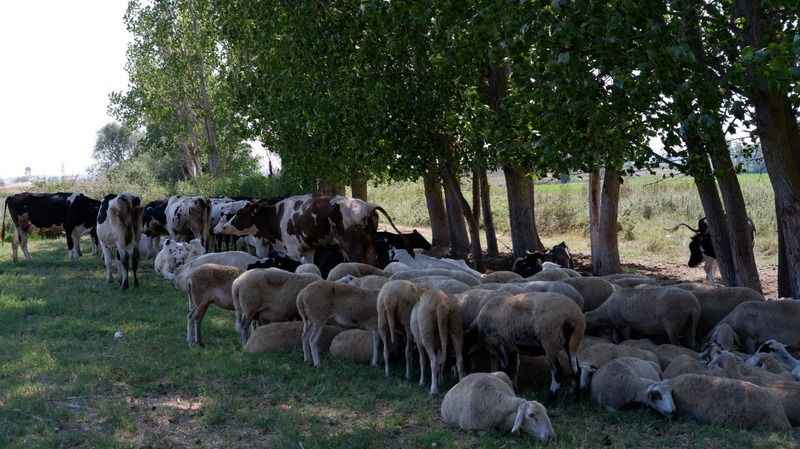 Sıcaktan bunalan sürüler nehirde serinliyor