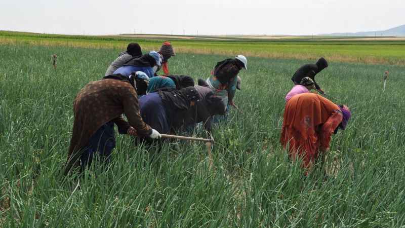 Herkes gölge ararken onlar tarlada çalışıyor