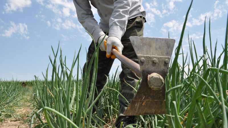 Herkes gölge ararken onlar tarlada çalışıyor