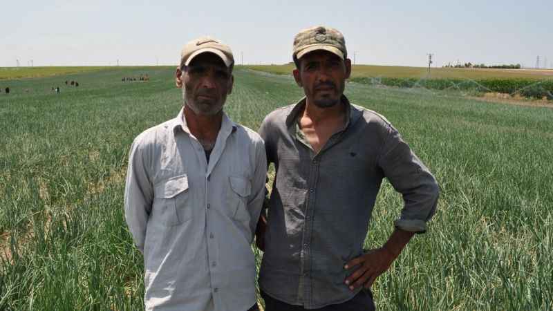 Herkes gölge ararken onlar tarlada çalışıyor