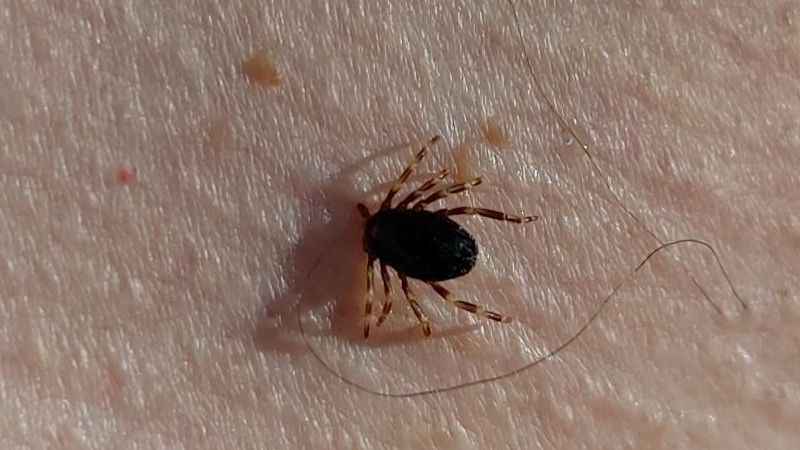 Doğu Karadeniz'de kene vakaları düşüşe geçti