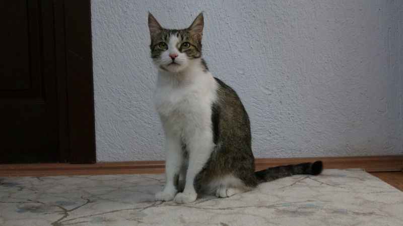 Depremde kaybettikleri kedilerini 5 ay sonra buldular