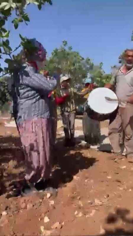 Antepfıstığı hasatı davul zurna eşliğine başladı