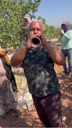 Antepfıstığı hasatı davul zurna eşliğine başladı