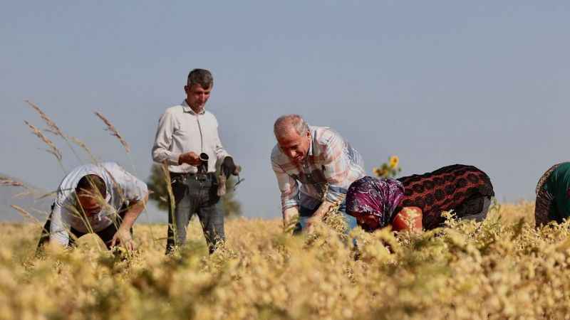 Denizli’nin 17 ilçesinde nohut hasadı başladı