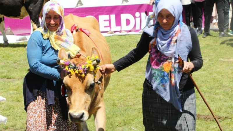 Yarışmayı kazanan ineğin ödülü yem ve saman