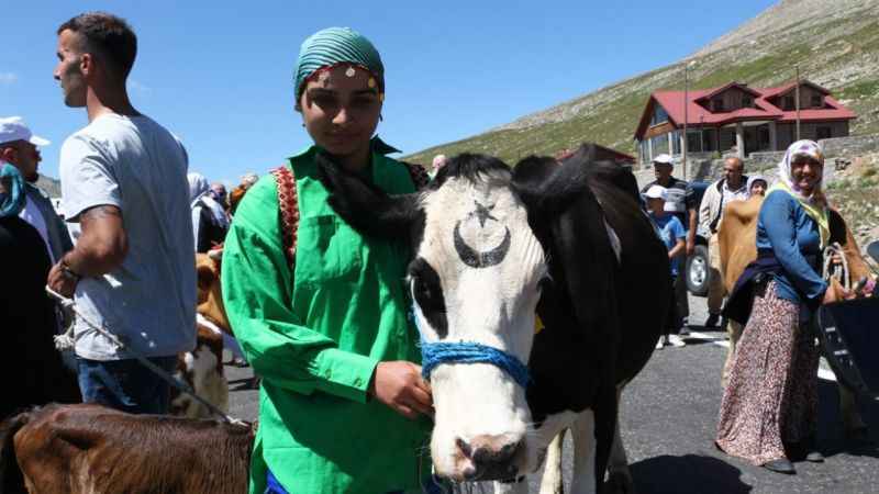 Yarışmayı kazanan ineğin ödülü yem ve saman