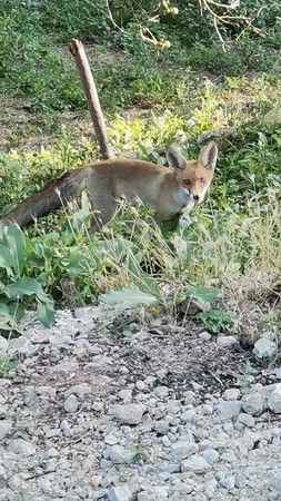 Aç kalan tilki, çiftçinin bahçesine indi