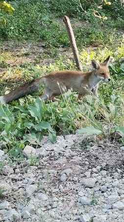 Aç kalan tilki, çiftçinin bahçesine indi