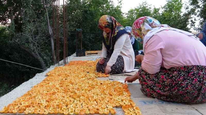 Van'da kayısı kurutma dönemi