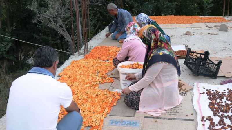 Van'da kayısı kurutma dönemi