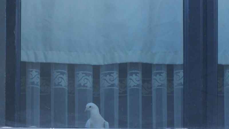 Erzurum'da itfaiyecilerin güvercin operasyonu