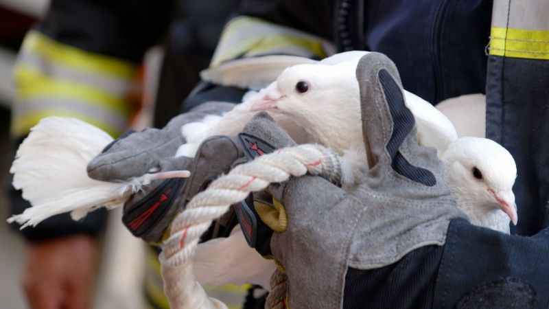 Erzurum'da itfaiyecilerin güvercin operasyonu