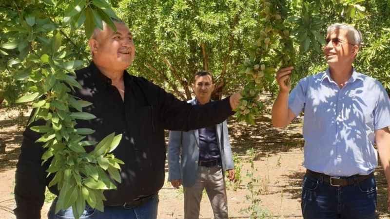 Badem üreticileri Cumhurbaşkanından müjde bekliyor