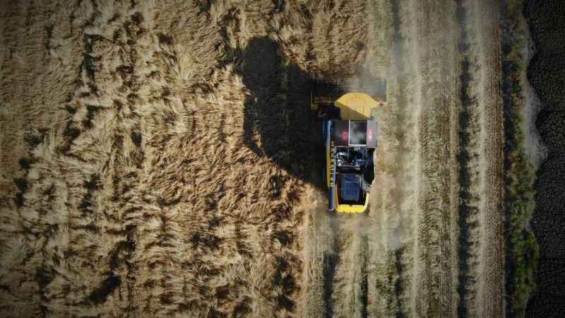 Konya Ovası'ndaki buğday hasadında 2 milyon 400 bin rekolte