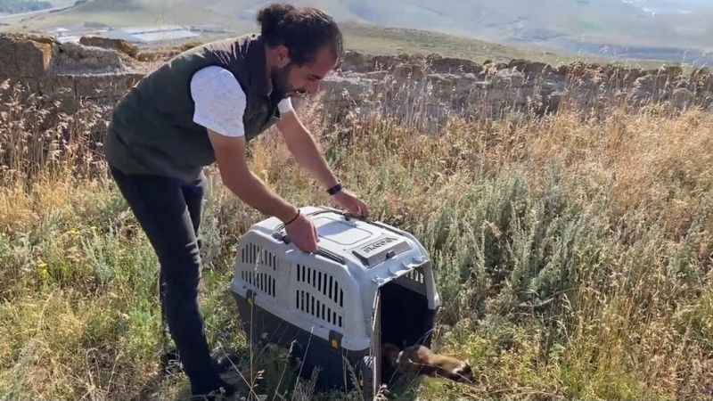 Markette alaca sansar sürprizi