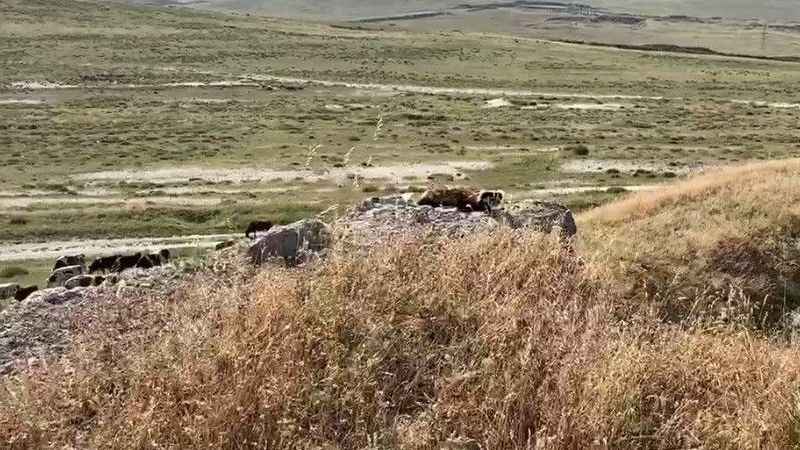 Markette alaca sansar sürprizi