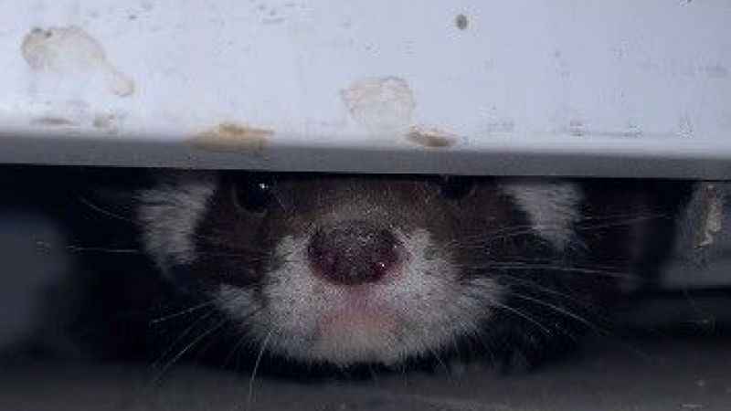 Markette alaca sansar sürprizi