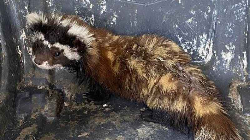 Markette alaca sansar sürprizi