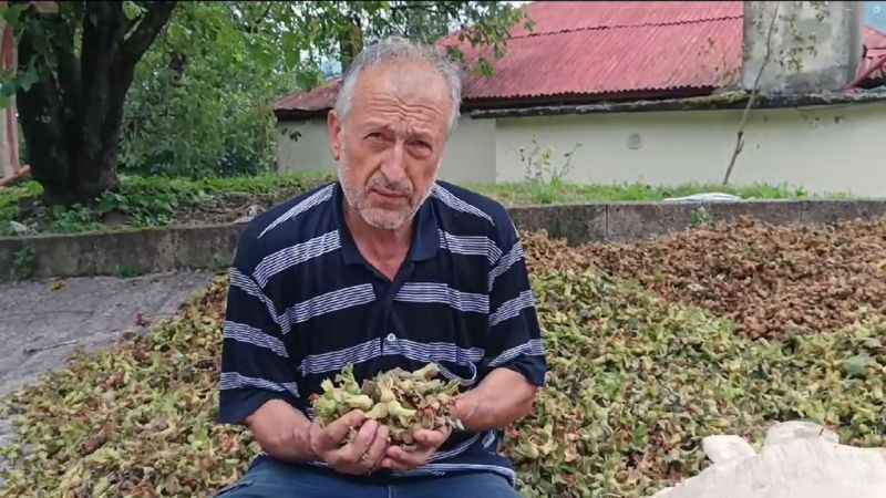 Giresunlu fındık üreticilerinin endişesi serbest piyasada oluşacak fındık fiyatı