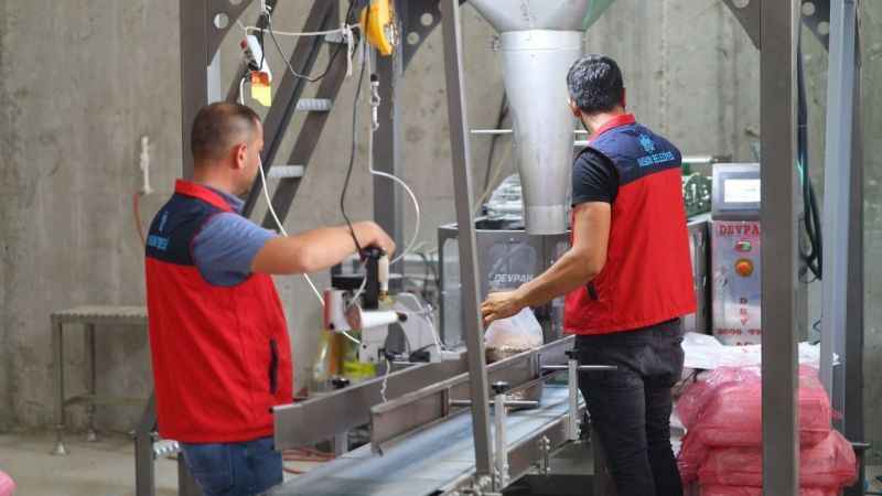 Belediye boş tarlalara ektiği nohutları ihtiyaç sahiplerine dağıtıyor