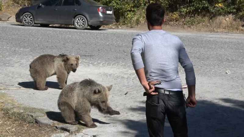 Bitlis’te ayılar kovaladı, vatandaşlar kaçtı
