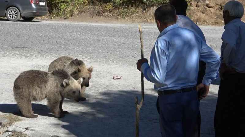 Bitlis’te ayılar kovaladı, vatandaşlar kaçtı