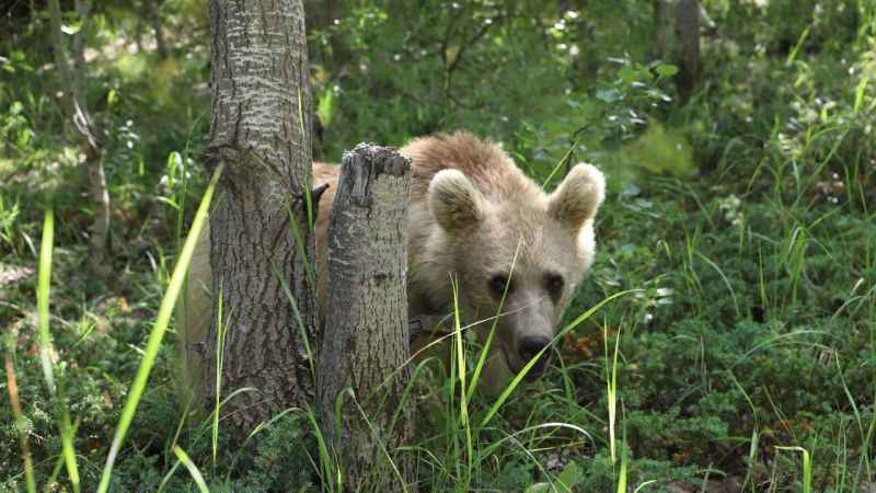 Bitlis’te ayılar kovaladı, vatandaşlar kaçtı