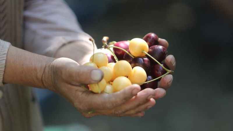 Coğrafi işaretli 'Napolyon' kirazında son hasat yüzleri güldürdü