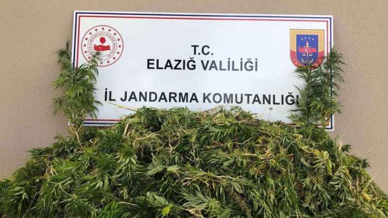 Elazığda 2 bin 208 kök kenevir ele geçirildi
