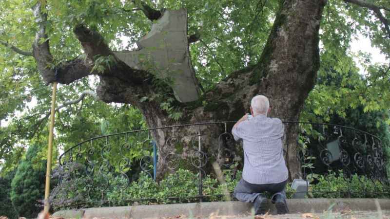 Bu ağaç 929 yaşında