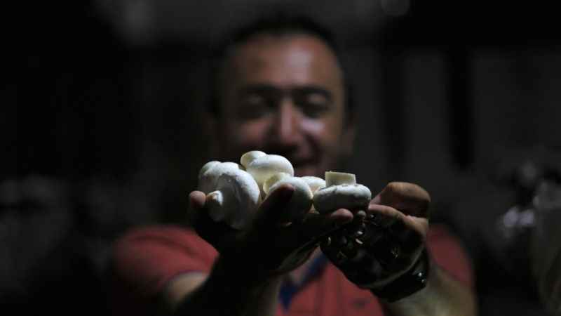 1200 rakımda günde 200 kilogram mantar üretiyor