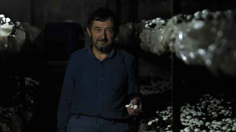 1200 rakımda günde 200 kilogram mantar üretiyor