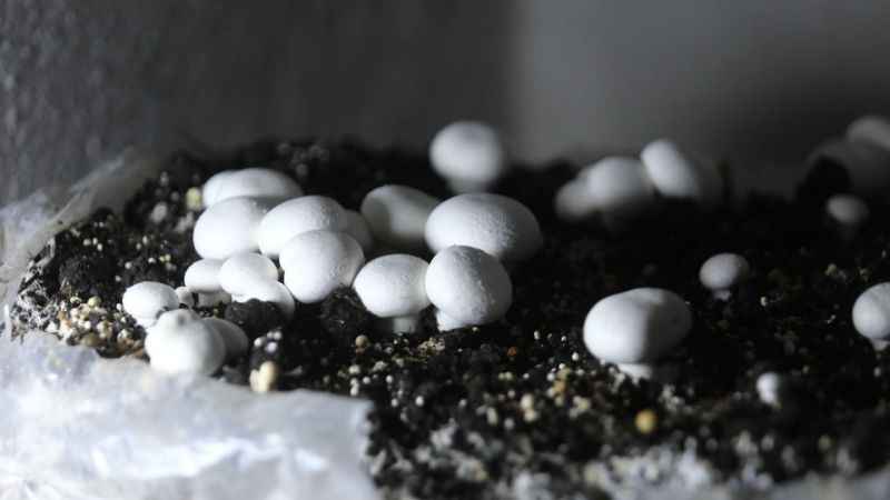 1200 rakımda günde 200 kilogram mantar üretiyor