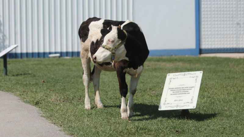 Emekli hayvanlar böyle dinleniyor