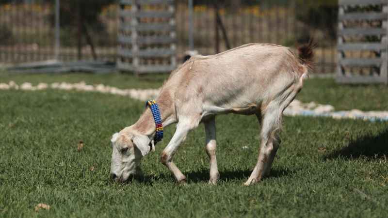 Emekli hayvanlar böyle dinleniyor