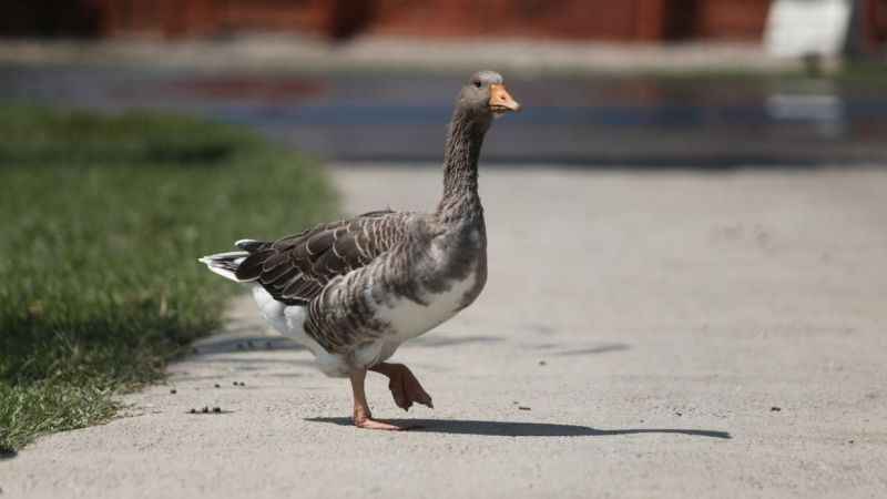 Emekli hayvanlar böyle dinleniyor