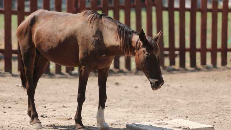 Emekli hayvanlar böyle dinleniyor