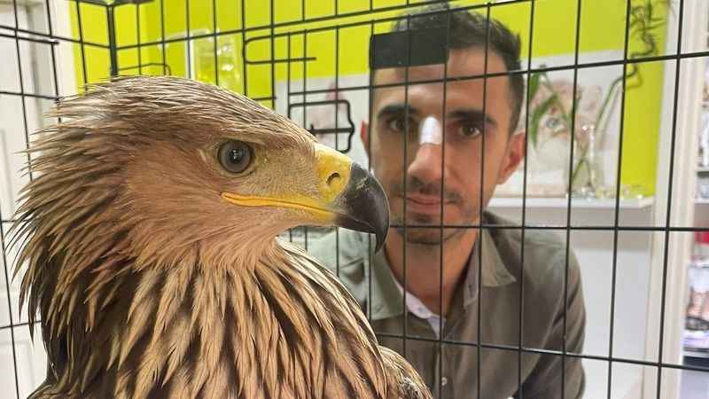 Şah kartalı, pençe darbesiyle veterineri yaraladı