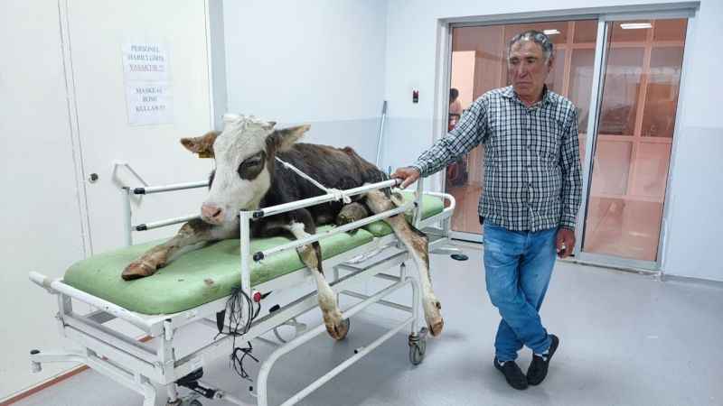 Hatalı doğum kurbanı buzağılar tedavi edildi
